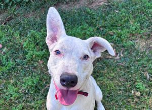Teacup young special needs dog available for adoption